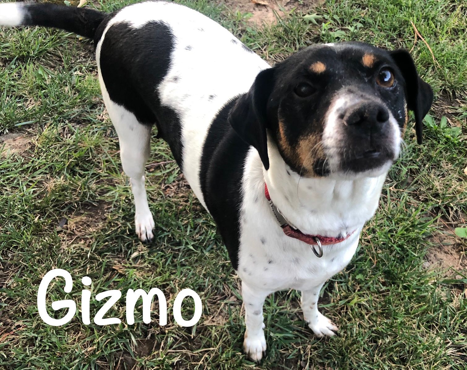 Gizmo